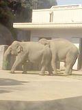 金沢動物園　象