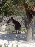 金沢動物園　オカピ