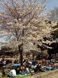 川崎大師公園の桜