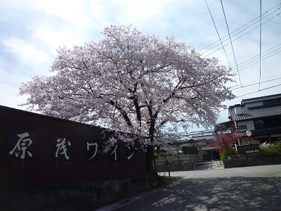 蔵元前の桜
