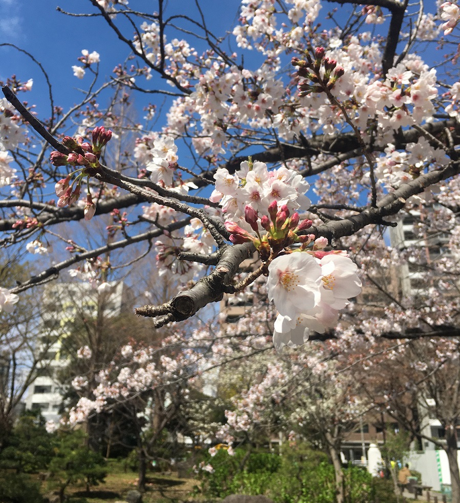 横網町公園桜アップ20203