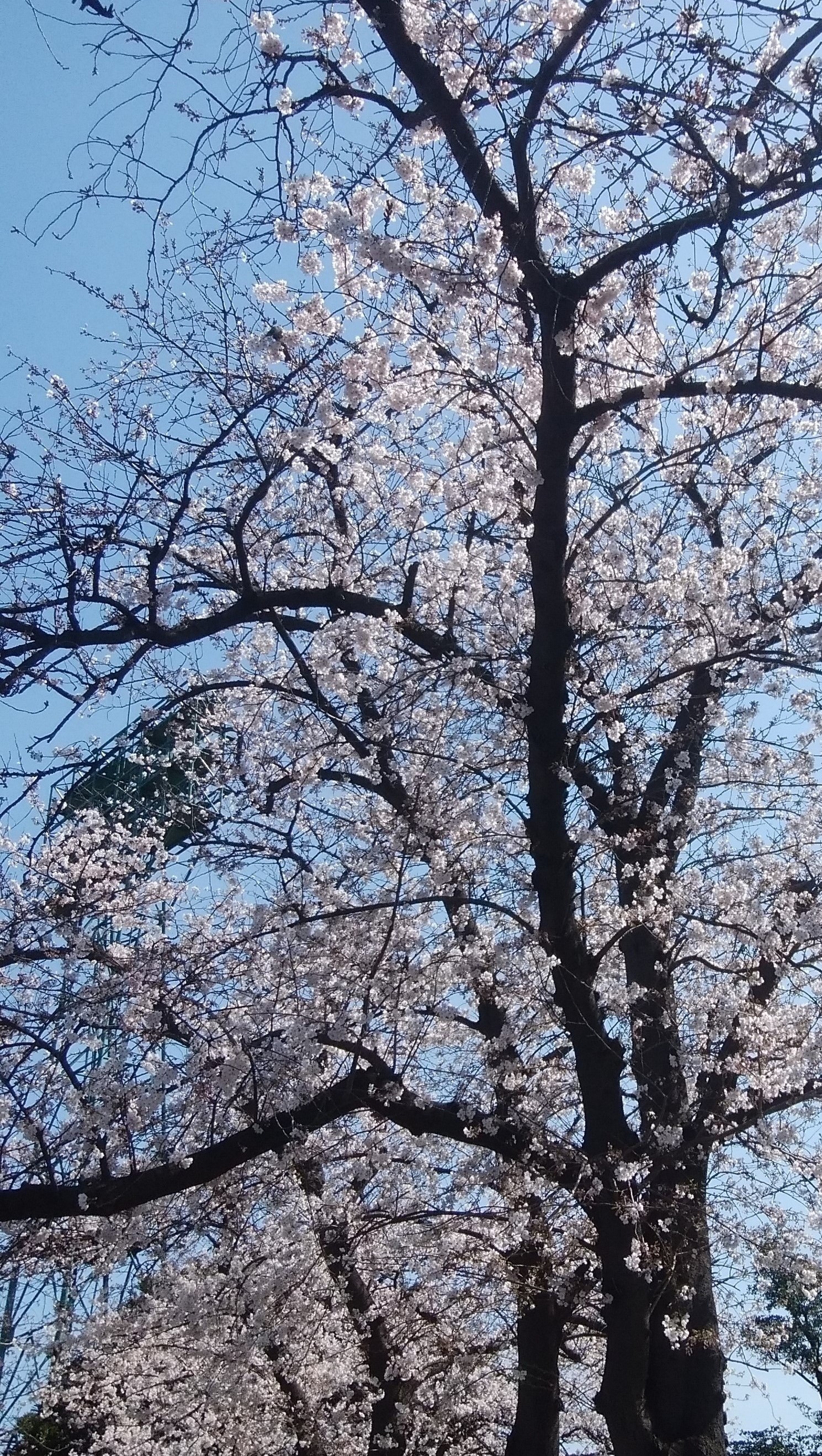 桜_